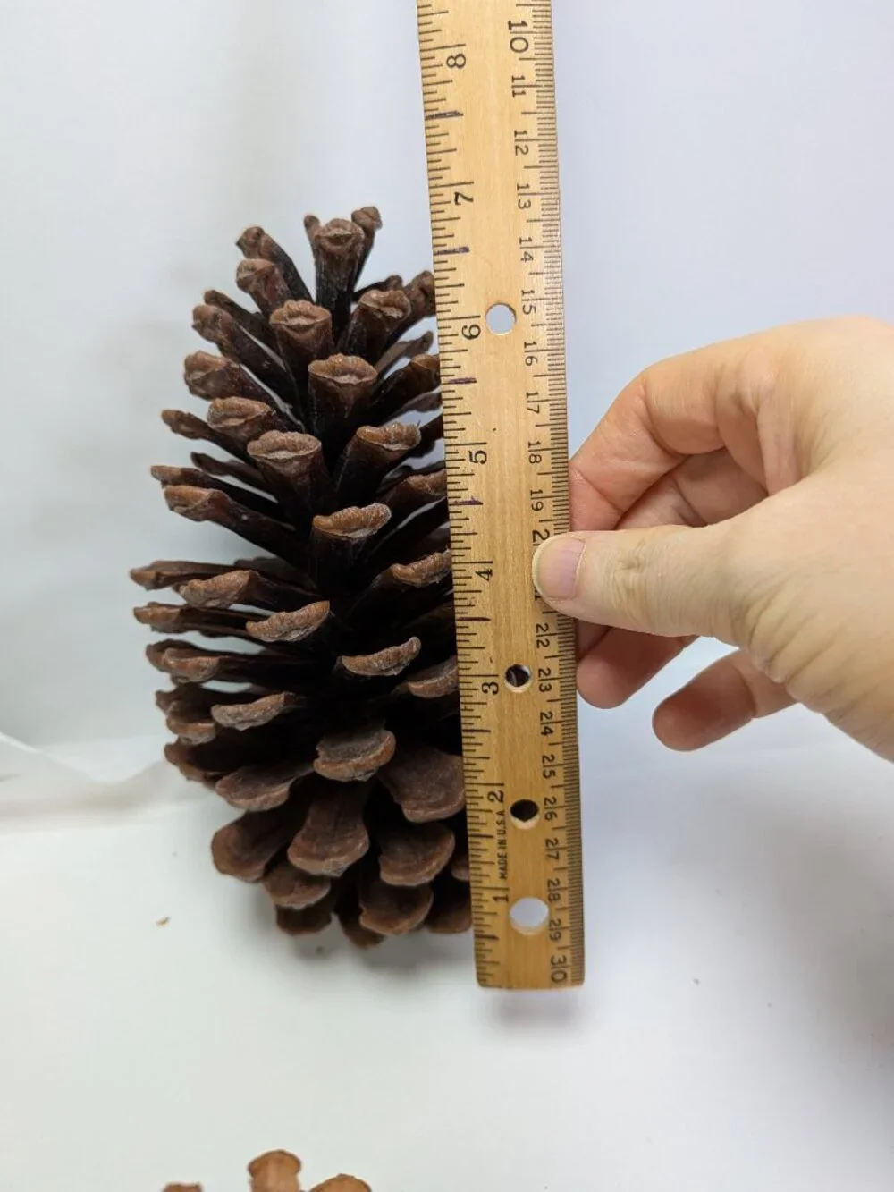 Natural Pine Cones Lot of 6 Vintage 7.5 to 5